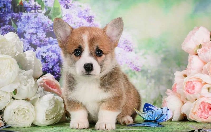 Wonderful Welsh Corgi Male From Russia 2