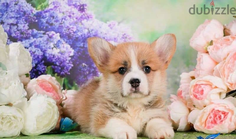 Wonderful Welsh Corgi Male From Russia 6