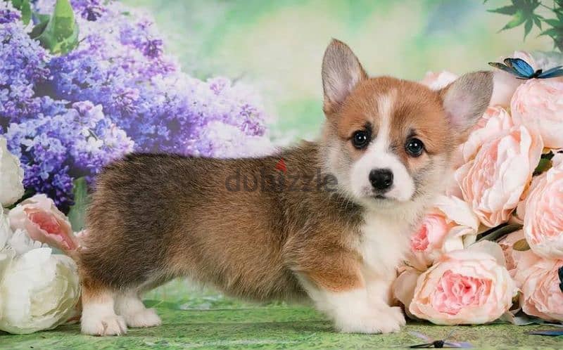 Wonderful Welsh Corgi Male From Russia 7