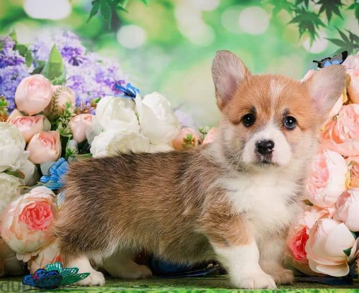 Wonderful Welsh Corgi Male From Russia 8