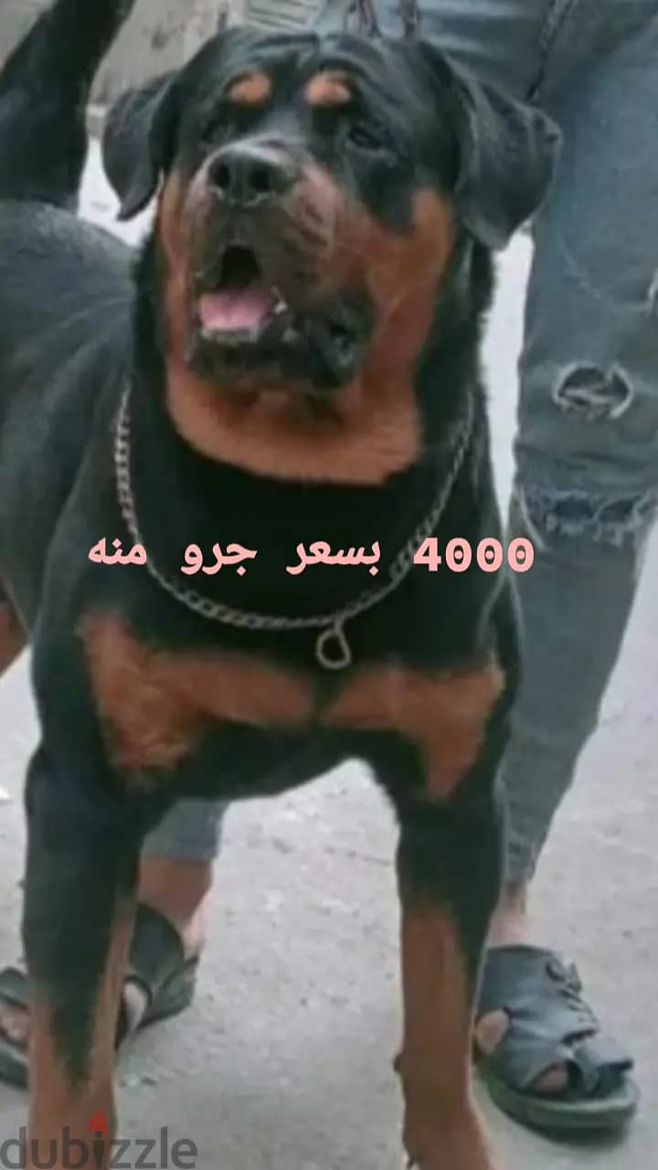 كلب روت سنه وتمن شهور 0