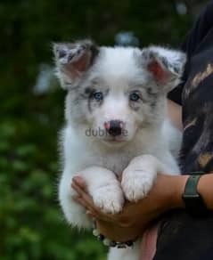 Border collie puppy female blue marble from Russia 0