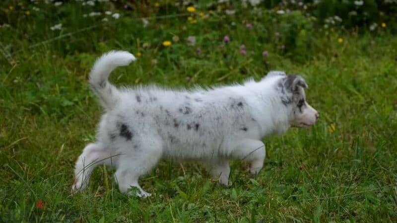 Border collie puppy female blue marble from Russia 1