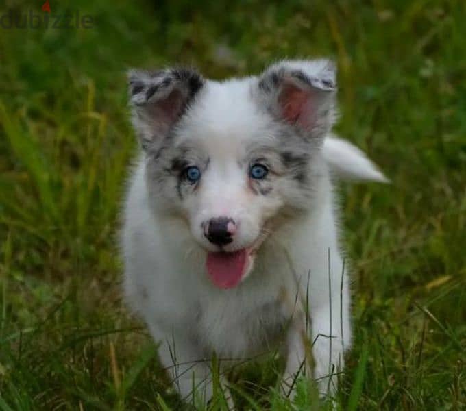 Border collie puppy female blue marble from Russia 2