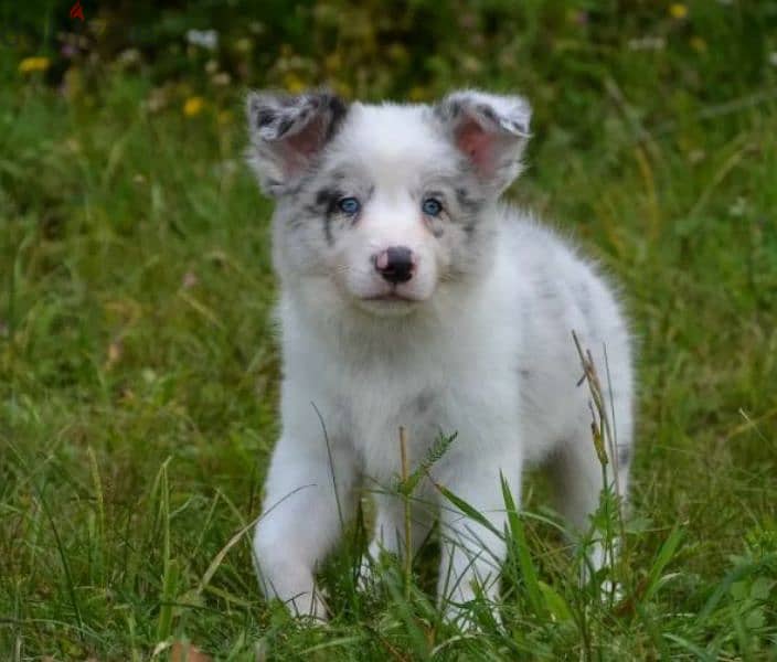 Border collie puppy female blue marble from Russia 3