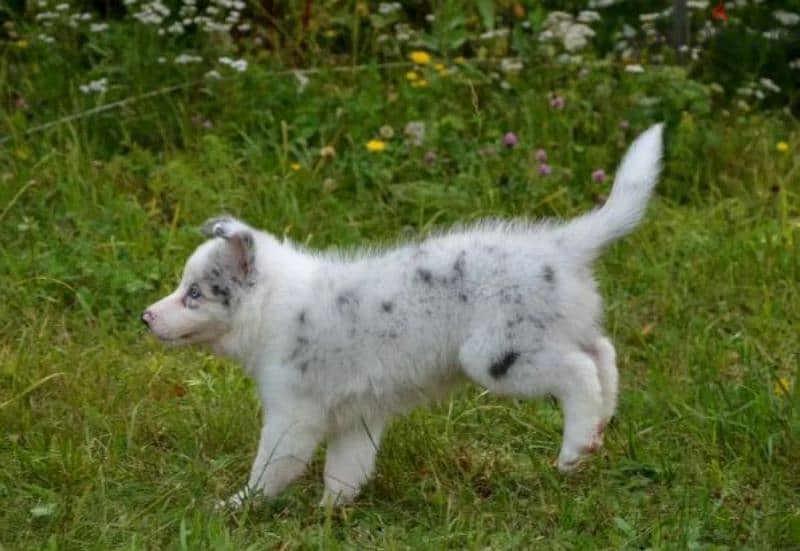 Border collie puppy female blue marble from Russia 4