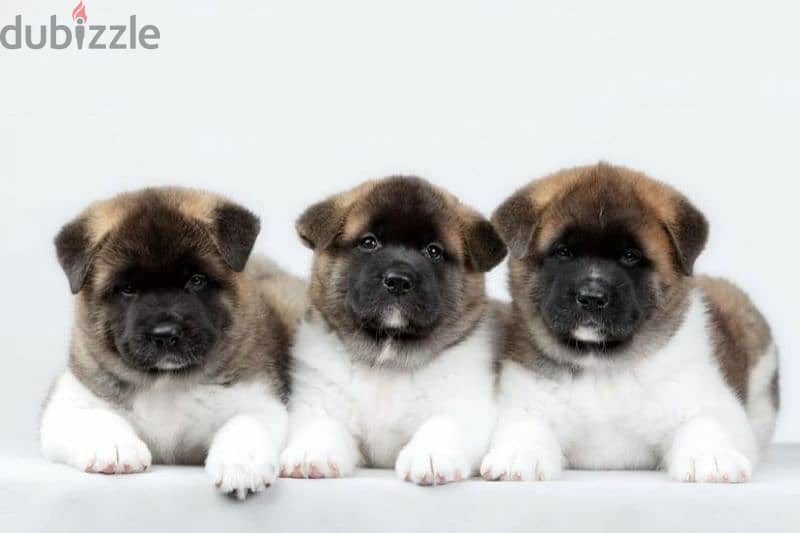 American Akita Females From Russia 0