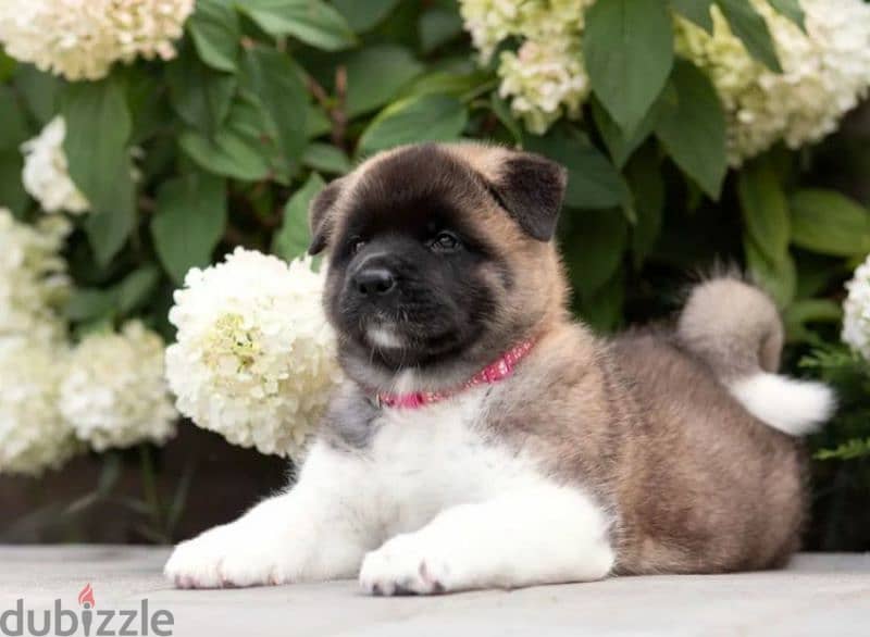 American Akita Females From Russia 1