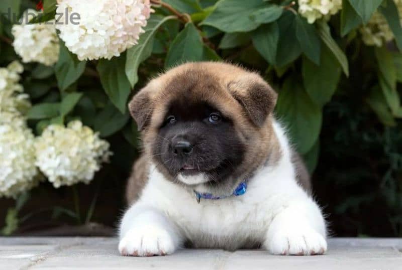 American Akita Females From Russia 3