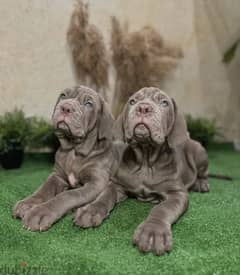 Neapolitan mastiff Male From Russia 0