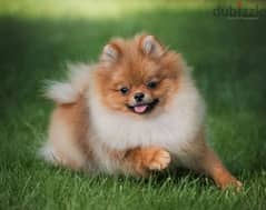 Mini Pomeranian Female From Russia