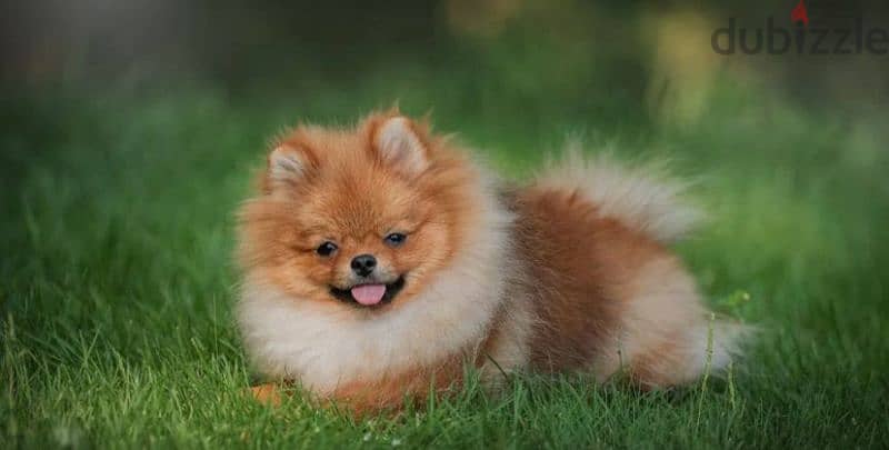 Mini Pomeranian Female From Russia 1