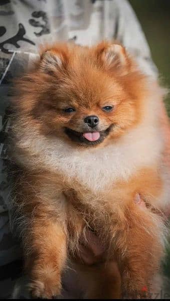 Mini Pomeranian Female From Russia 2