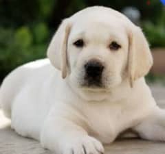 Labrador