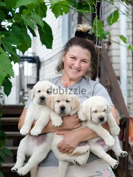 Labrador retriever puppies fawn girl from Russia 1