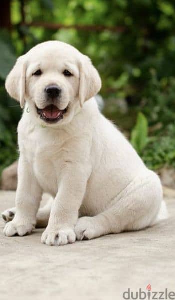 Labrador retriever puppies fawn girl from Russia 2