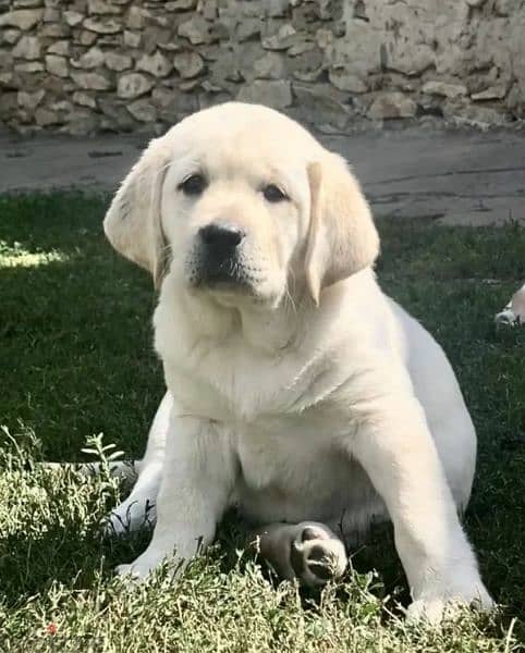 Labrador retriever puppies fawn girl from Russia 3