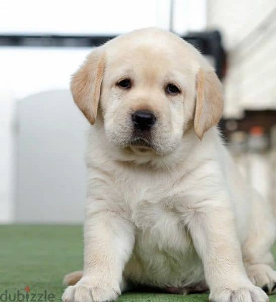 Labrador retriever puppies fawn girl from Russia 5