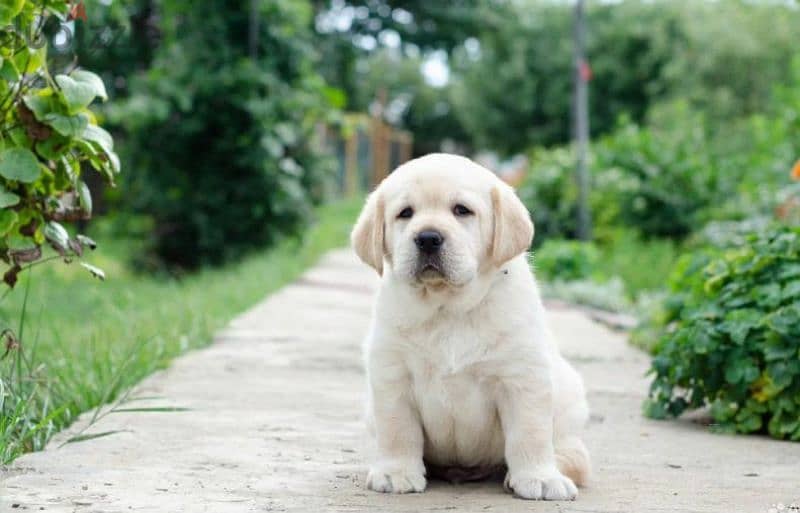 Labrador retriever puppies fawn girl from Russia 6