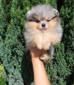 Mini Pomeranian marble boy from Russia