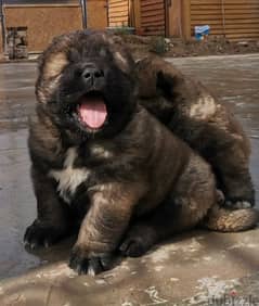 Caucasian shepherd puppies Boys from Russia 0