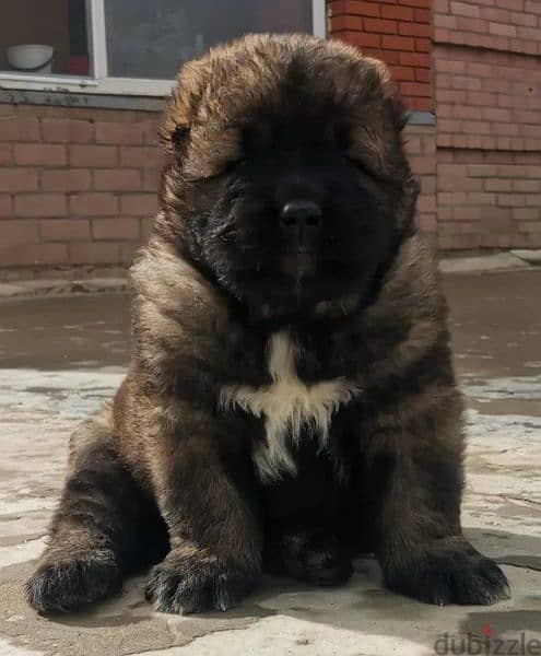 Caucasian shepherd puppies Boys from Russia 1