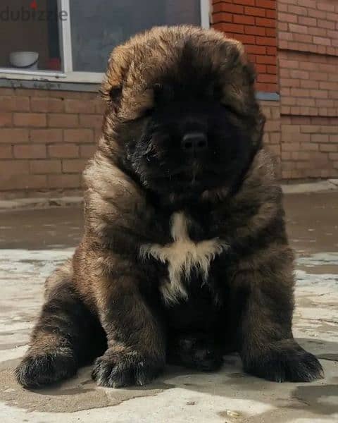 Caucasian shepherd puppies Boys from Russia 2