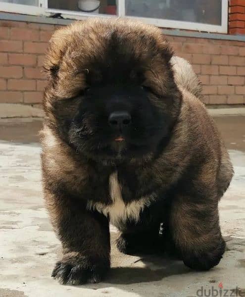 Caucasian shepherd puppies Boys from Russia 3