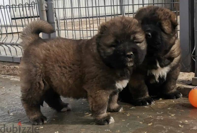 Caucasian shepherd puppies Boys from Russia 4