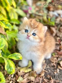 Female Scottish Gold Longhairقطه