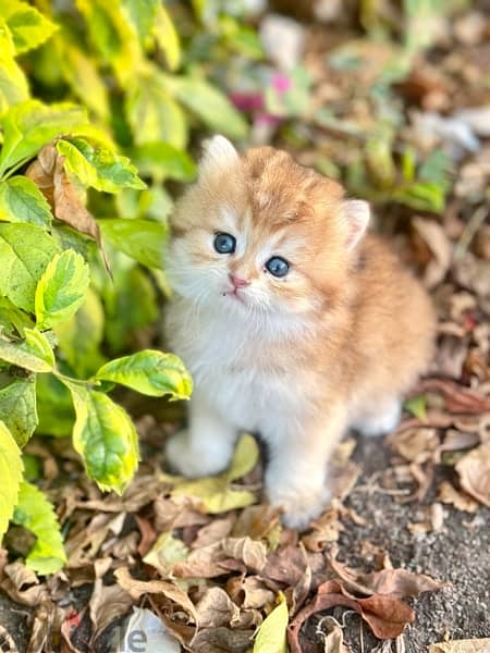 Female Scottish Gold Longhairقطه 1