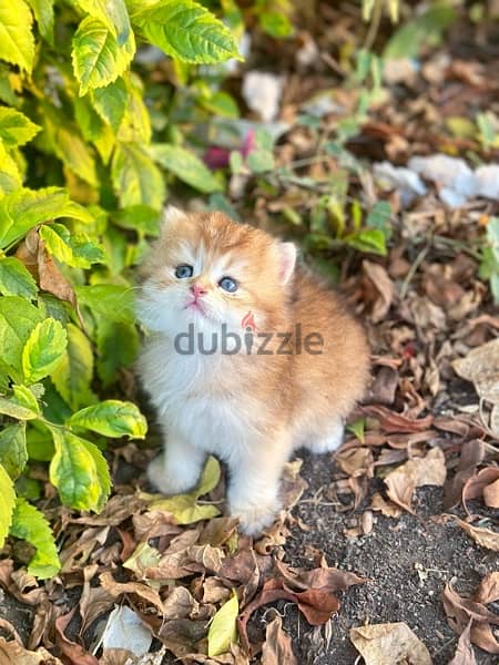 Female Scottish Gold Longhairقطه 2