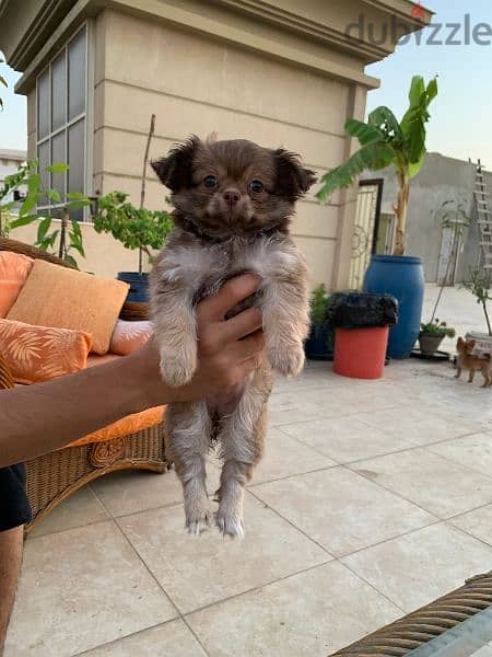 جراوى Pomeranian بومرينيان 1