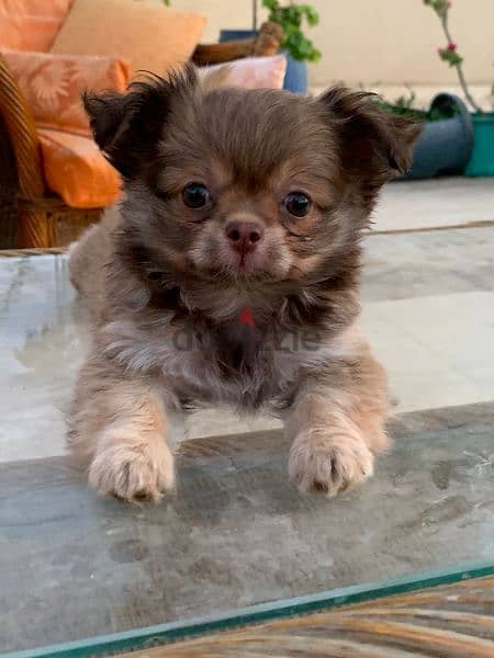 جراوى Pomeranian بومرينيان 2