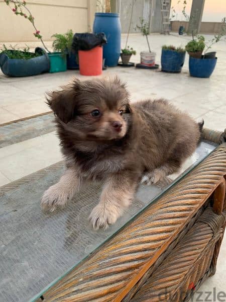 جراوى Pomeranian بومرينيان 5