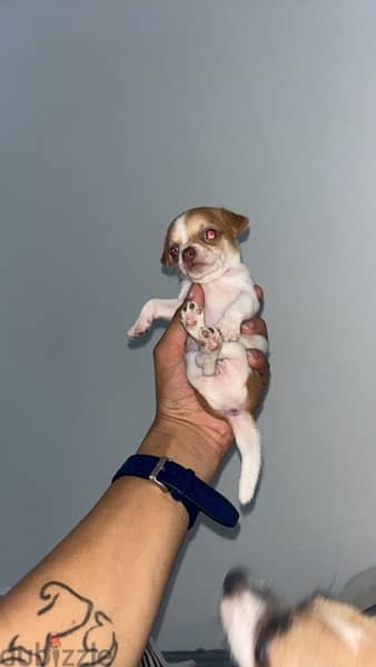 chihuahua 0