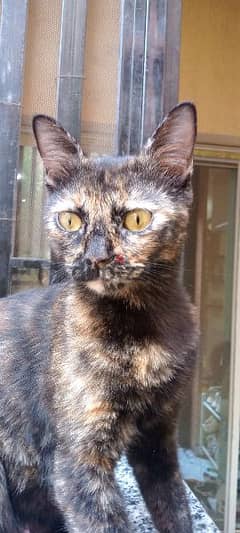 قطه Tortoiseshell بريطاني