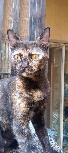 قطه Tortoiseshell بريطاني 1