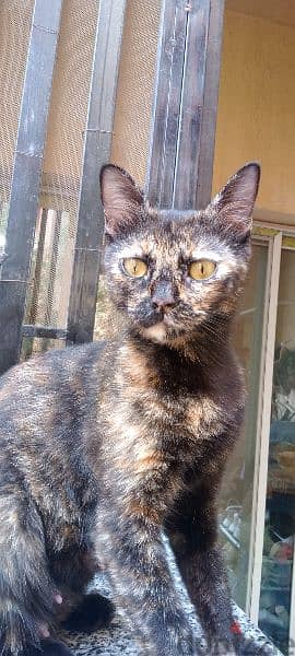 قطه Tortoiseshell بريطاني 2