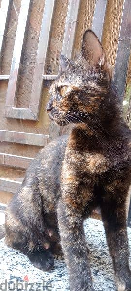 قطه Tortoiseshell بريطاني 3