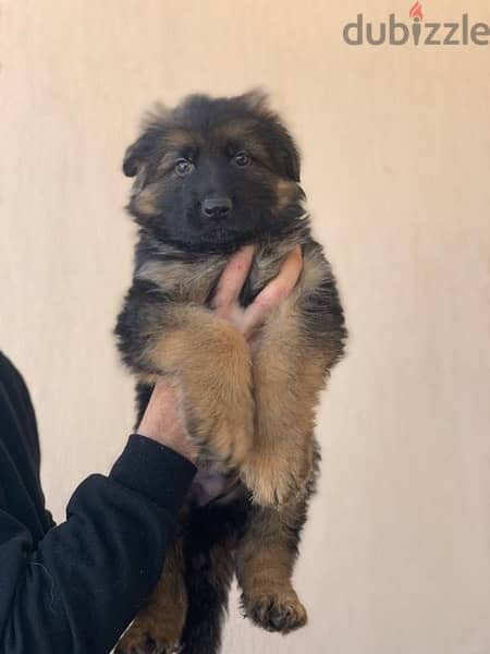 german shepherd pedigree fci احفاد كسار 2