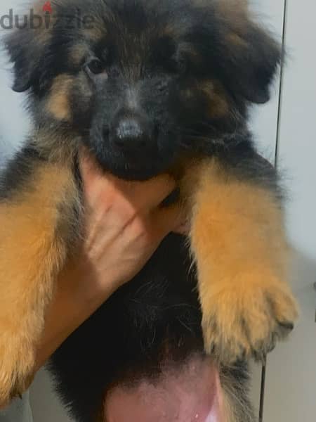 german shepherd pedigree fci احفاد كسار 3