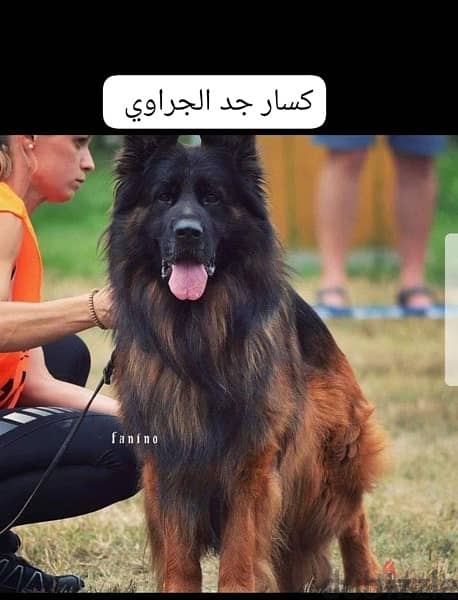 german shepherd pedigree fci احفاد كسار 4