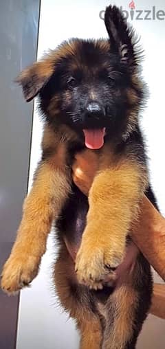 german shepherd pedigree fci puppies