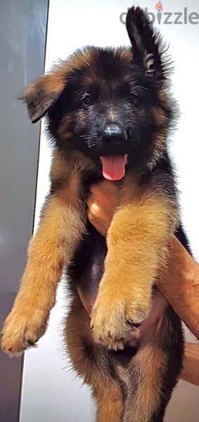 german shepherd pedigree fci puppies 0