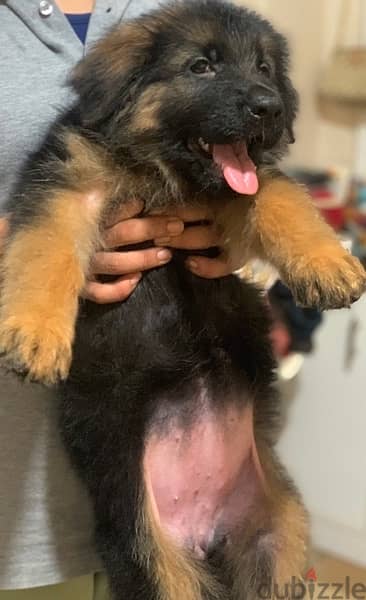 german shepherd pedigree fci puppies 3