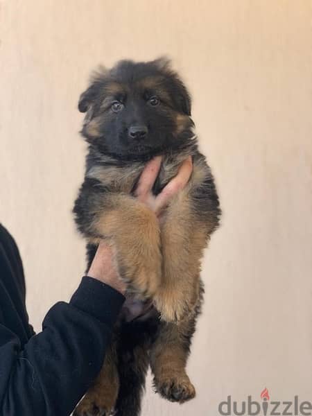 german shepherd pedigree fci puppies 4