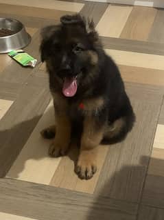 // german shepherd  pedigree fciاحفاد كسار بطل العالم//