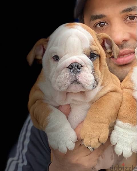 English Bulldog puppies Imported from Russia 1