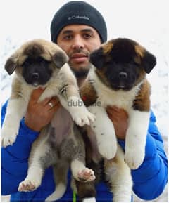 Akita puppies Imported from Russia